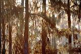 Spanish Moss_26268